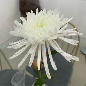 Meet your Posher, Annerys